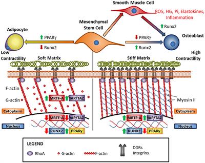 Cell-Matrix Interactions and Matricrine Signaling in the Pathogenesis of Vascular Calcification